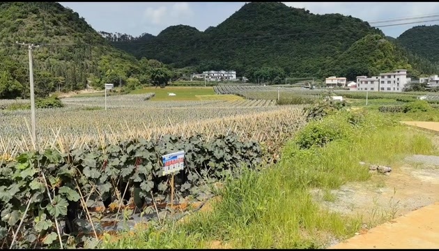 兴义市黑皮冬瓜，均重30斤，20万斤可以采摘，欢迎联系