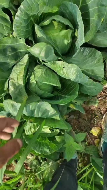 阳原县清地了 加工厂 养殖厂要的联系