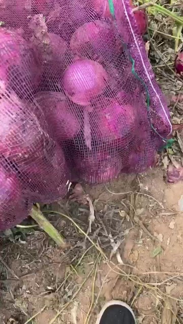 鄢陵县河北紫洋葱70起步，可批发市场以及连锁商超……欢迎客商选购…