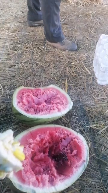 靖远县本地旱沙地西瓜，长在石头缝里的西瓜，皮薄、沙甜，质量上乘
