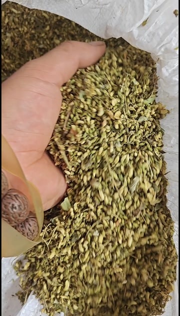 献县优质槐米中药材河北沧州泊头市产地直供