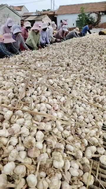 金乡县金乡大蒜电商专用大蒜4-6混级