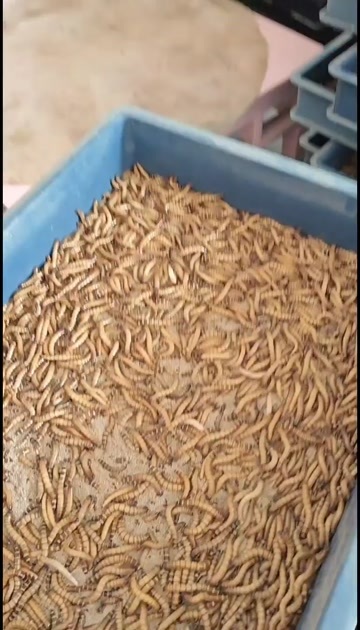 阳春市大麦虫批发