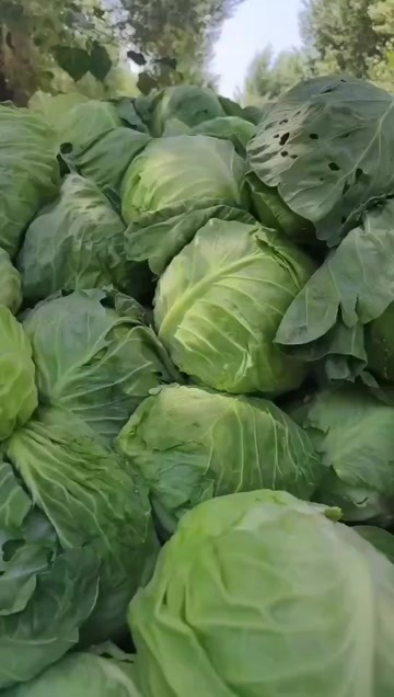 大安市绿霸甘蓝