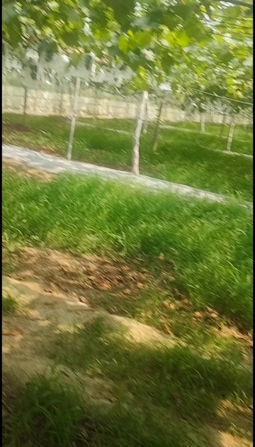 新泰市夏黑葡萄、碧香无核葡萄