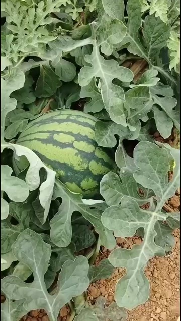 恭城县美嘟大量现货供应