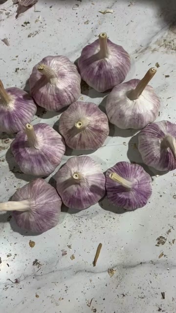 邳州市2025邳州大蒜产区直发新紫皮蒜