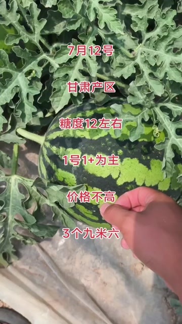 开封头茬无籽麒麟1号1+彩箱为主