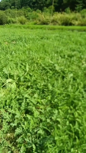延平区茫荡山扫地西瓜
