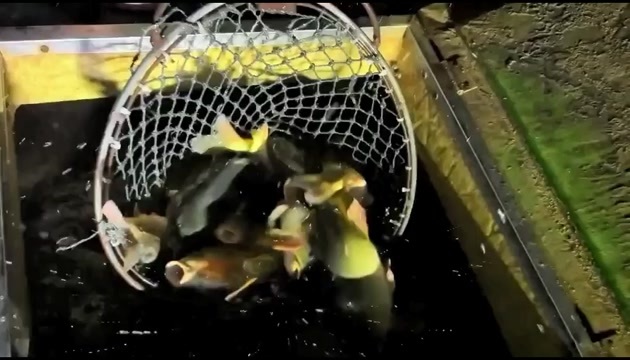 荆州裸鲤鱼。