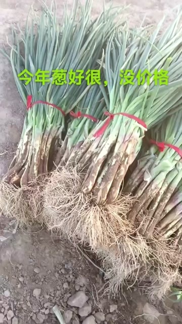 靖远县红葱