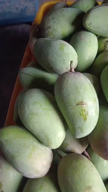 百色大量供广西百色台农芒果