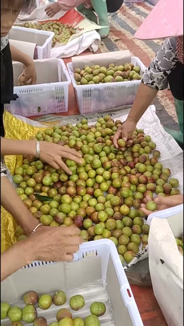 云南半边红李子，又脆又甜，种植400多亩