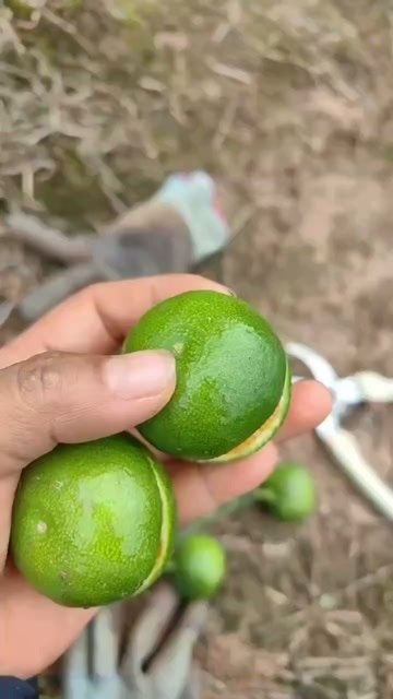 华宁县云南蜜橘