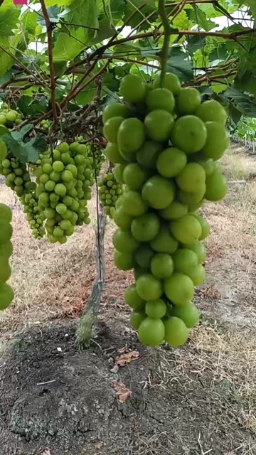 阳光玫瑰