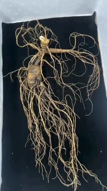 抚松县天然生长，仿环境，药效接近山参，珍贵滋补。