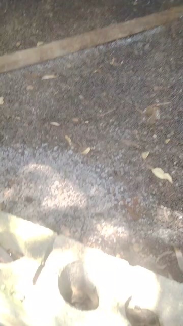 马山县牛羊发酵有机肥