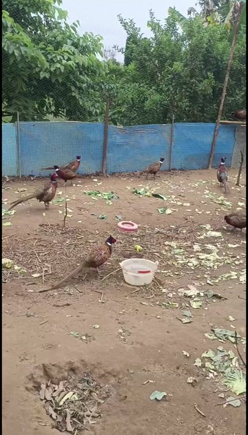 漳州生态放养七彩山鸡