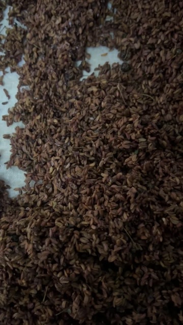 灵山县小叶青皮岗梅种子