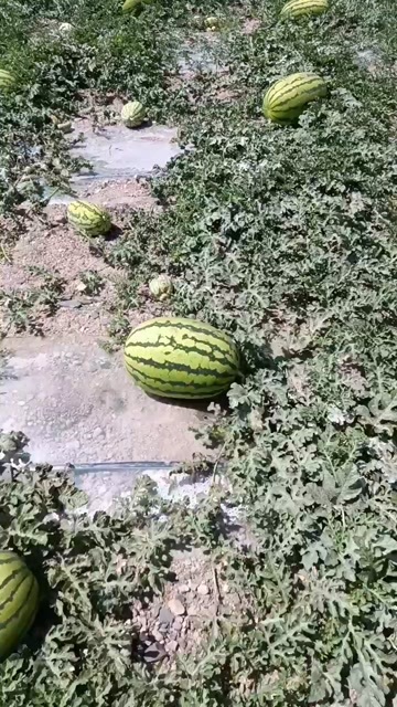 会宁县硒沙西瓜
