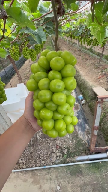 嘉兴浙江嘉兴，阳光玫瑰种植户直销