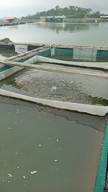 钦州海水金鲳鱼日常现场