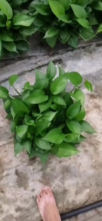 精品高红盆