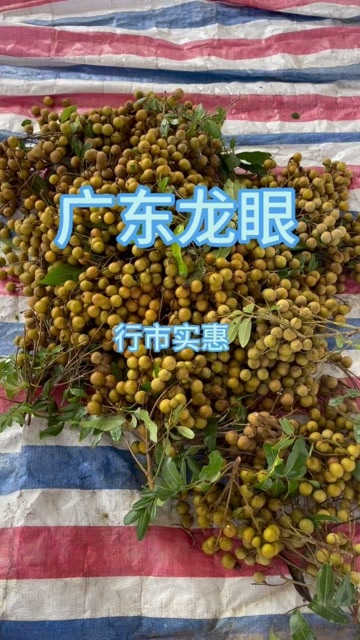 茂名广东特产龙眼 #新农人计划