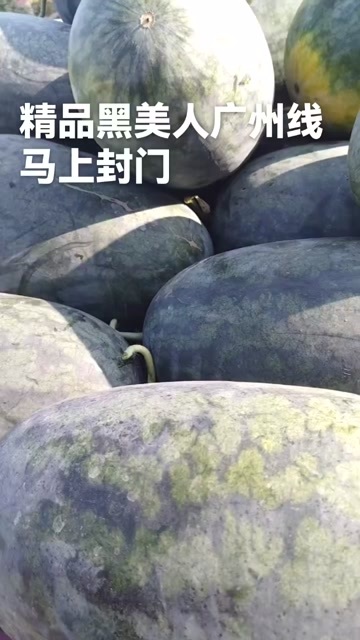 太康县黑美人西瓜，精品黑美人