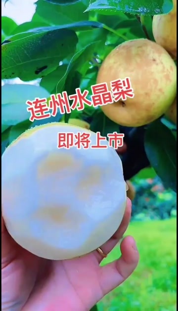 连州市广东清远连州水晶梨 新鲜水果 梨类优选