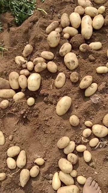 昌乐县窖藏土豆
