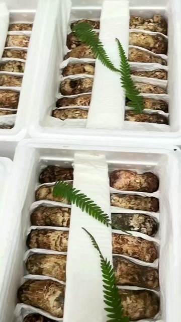 四川雅江鲜松茸未开伞5-12cm天然食用菌