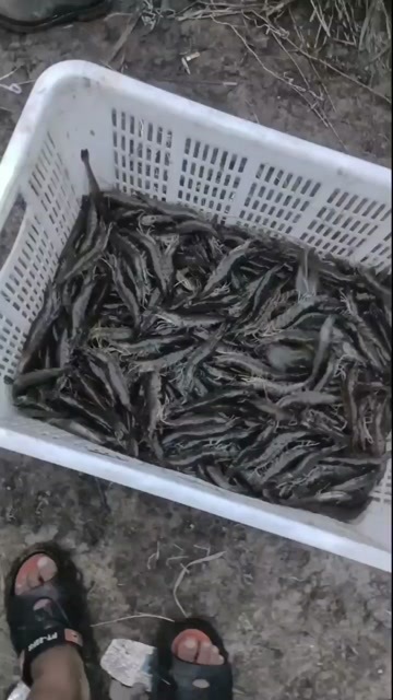 咸水虾产地直供，南美白对虾，活虾大小规格都有，保条数，保活度