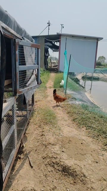 淮南土鸡。