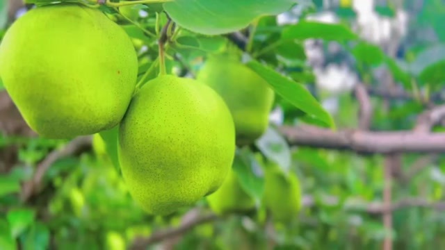 阳信县脆甜可口