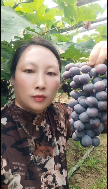 费县山东费县夏黑葡萄新鲜水果浆果类优质农产品批发