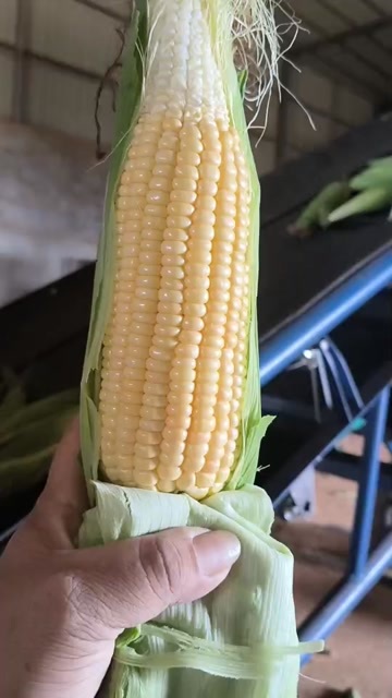 陆良县鲜玉米，喂牛货，工厂货