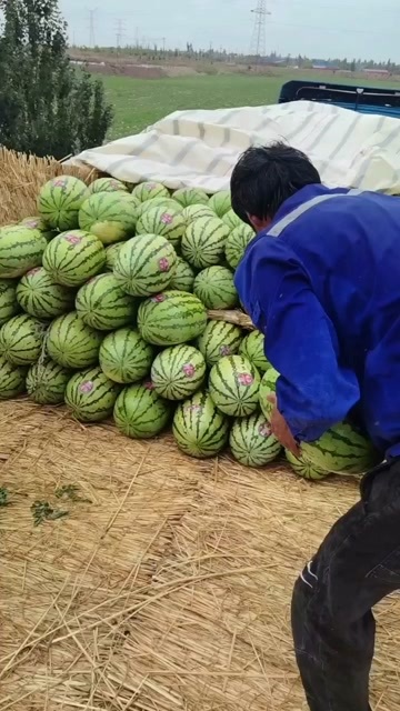 中宁县宁夏中宁西瓜 有籽 新鲜水果 瓜果类