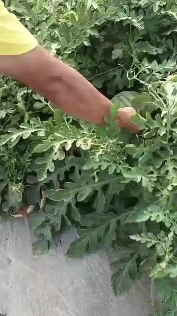 宝鸡第二批麒麟西瓜新开园