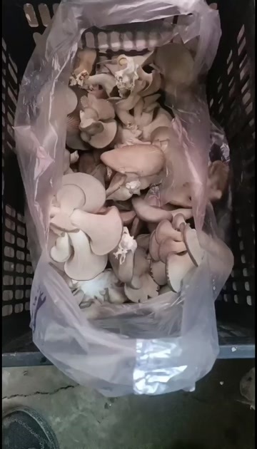 项城市蘑菇