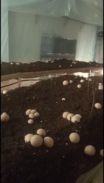 兴义市鲜红托竹荪