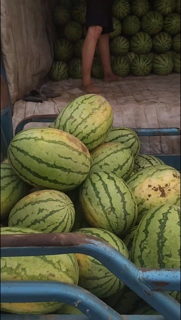 忻州山西忻州西瓜大量上市