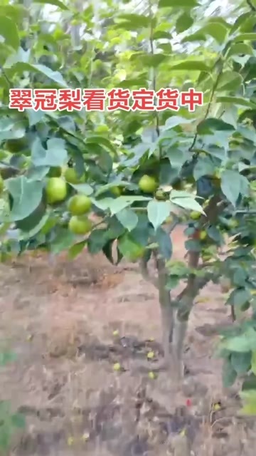 苍溪县梨