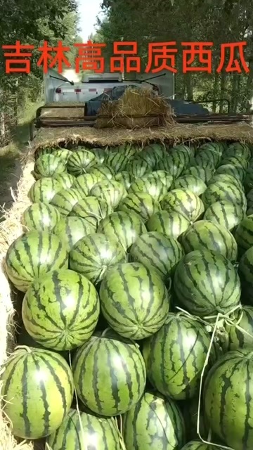 大安市地雷西瓜