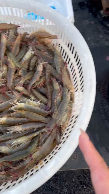 优质纯汪子虾产地直供 新鲜水产 天津宁河区发货