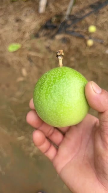 遂溪县百香果