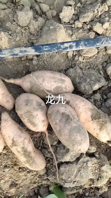 夏津县龙薯九