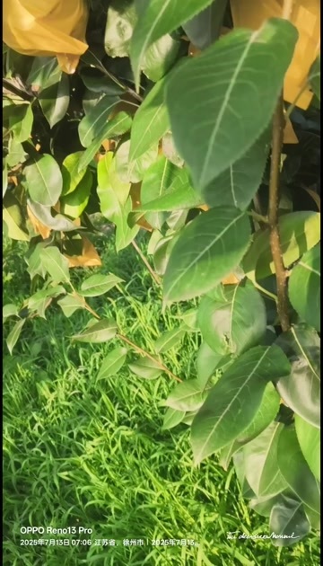 睢宁县翠冠梨