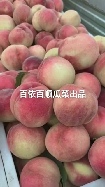 费县北京8号