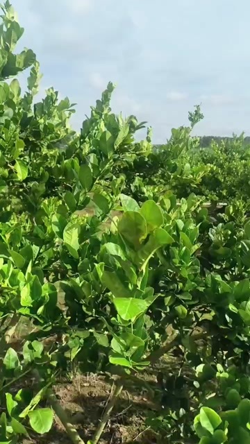 雷州市香水柠檬
